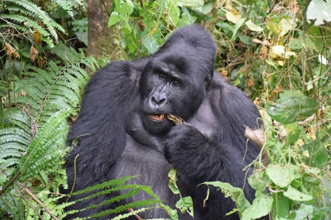Gorilla chewing