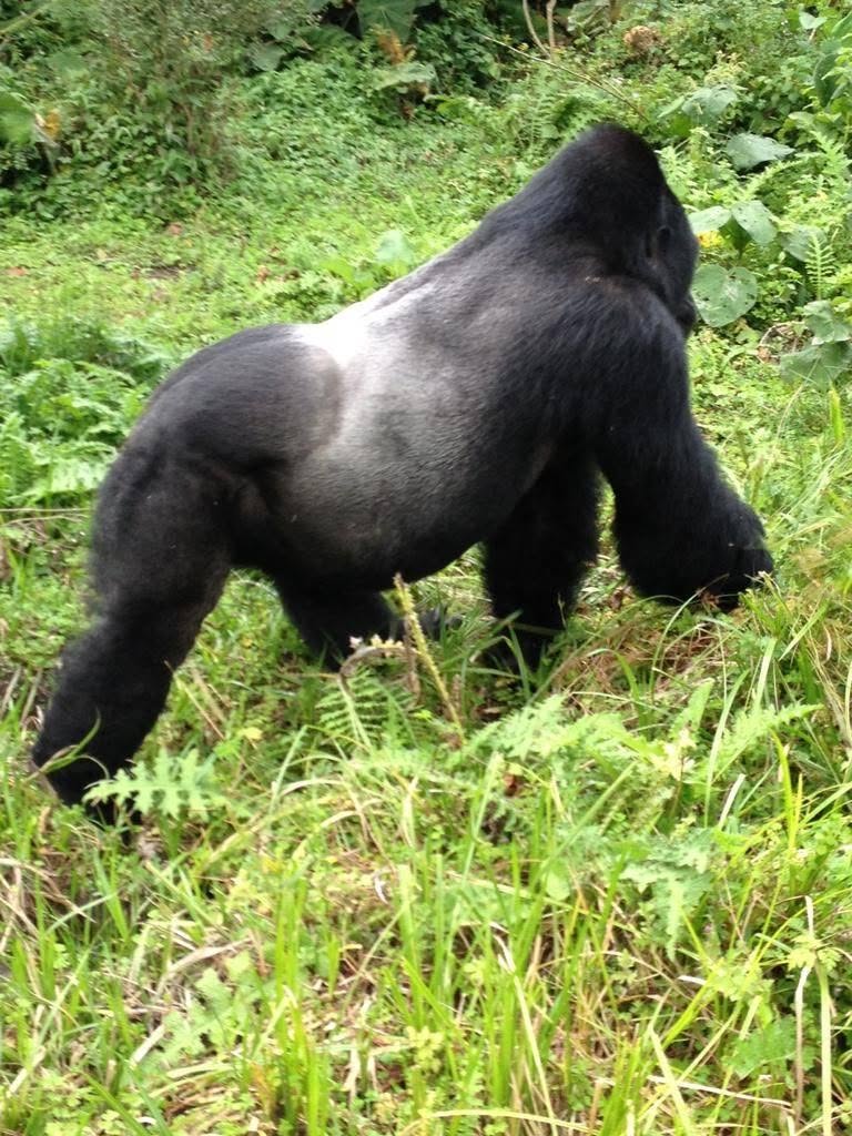 Adult gorilla walking away from view