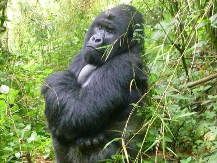 Gorilla posing with its arms crossed