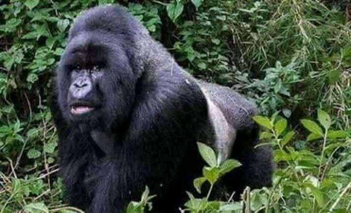 Adult gorilla facing the camera