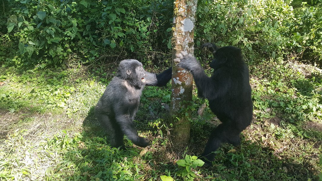 Gorilla trekking